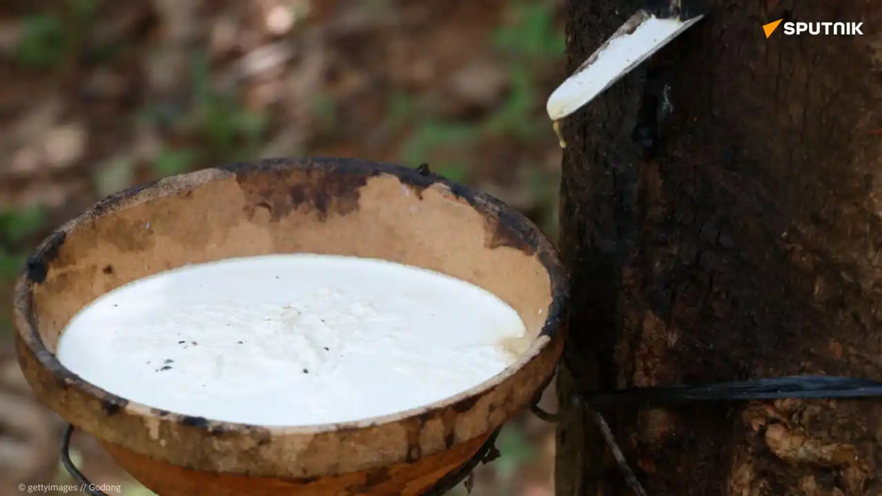 La Côte d'Ivoire est le premier pays d'Afrique de l'Ouest à obtenir l'accréditation de cette région pour le caoutchouc naturel