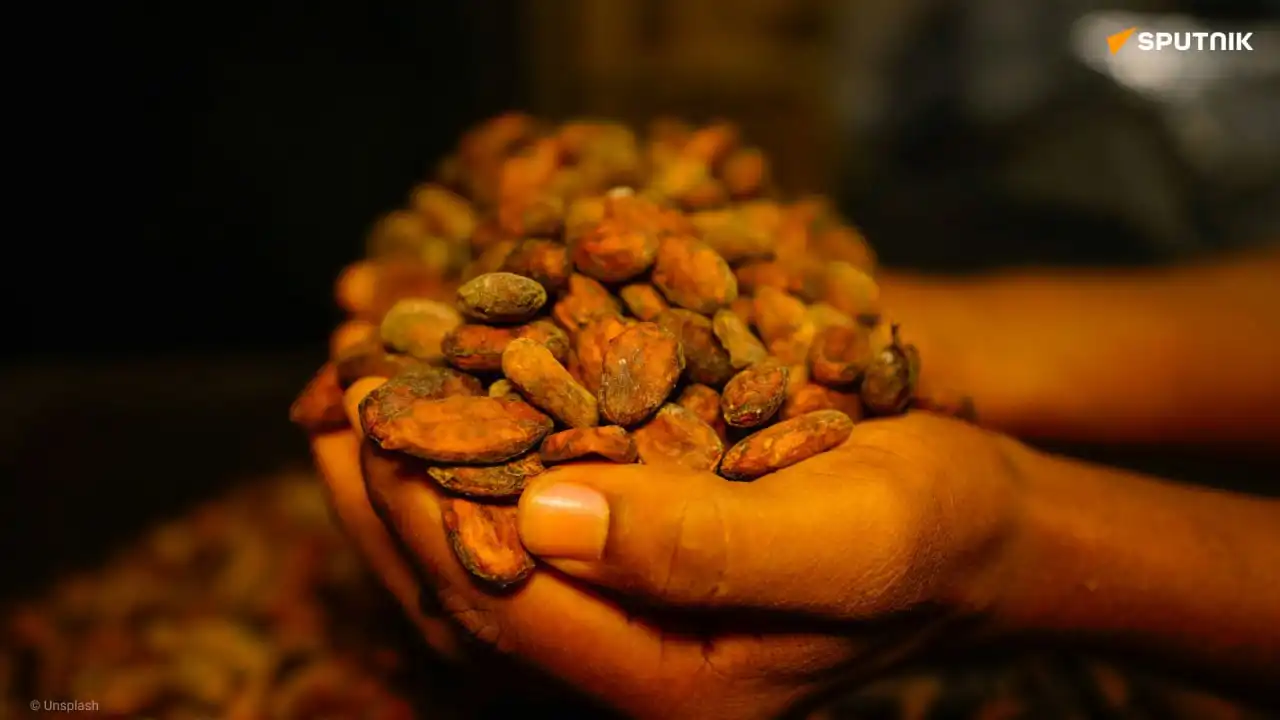 Les fèves de cacao pourraient connaître la plus forte hausse de prix de tous les actifs mondiaux en 2024