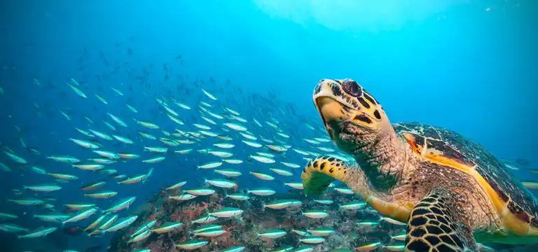 Les scientifiques ont découvert une zone marine qui ressemble aux océans d'il y a 1 000 ans