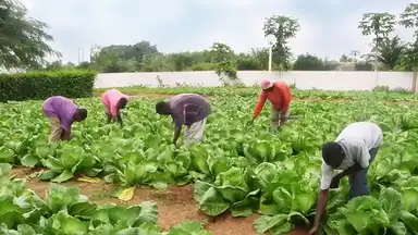 La diversification apportée par la ZLECAF sera bénéfique au secteur agroalimentaire de l'Afrique