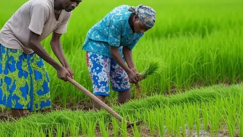 Champs de riz en Côte d’Ivoire financés par un projet de 21 millions de dollars