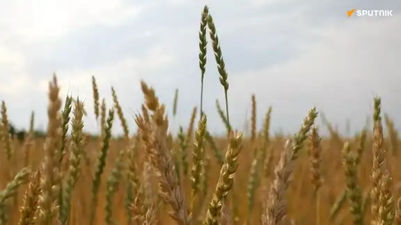 Champ de blé dur en Algérie sous un ciel nuageux