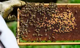 Cadre de ruche recouvert d’abeilles en Afrique de l’Est, victime des pesticides européens interdits.