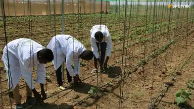 Trois agriculteurs somaliens plantant des cultures dans le cadre du programme national contre la faim