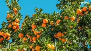 Orangers chargés de fruits mûrs sous un ciel bleu en Afrique australe