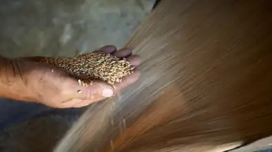 Main tenant du blé, symbole des exportations agricoles françaises