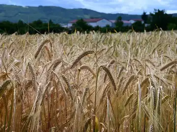 Champ de blé mûr aux épis courbés devant un bâtiment agricole sous un ciel nuageux en France.