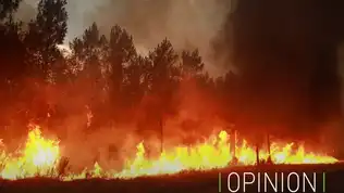 Forêt de pins en proie à des flammes intenses et denses fumées oranges d'un incendie.